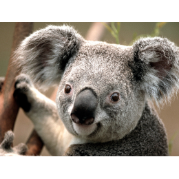 Koala product 